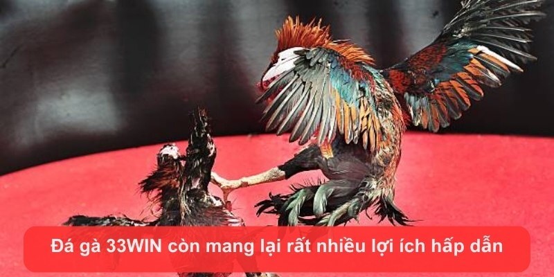 da ga 33win con mang lai rat nhieu loi ich hap dan