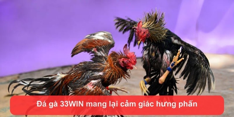 da ga 33win mang lai cam giac hung phan